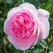 Gardenaria Rosa 'Ancient Mariner' - Rosa da giardino Altezza: 40/50 cm (vaso20)