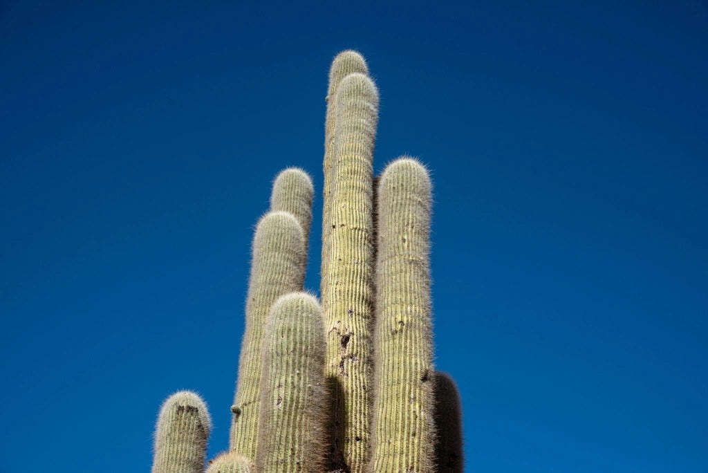 Echinopsis Atacamensis Vaso 55 cm Cactacea Colonnare da Esterno