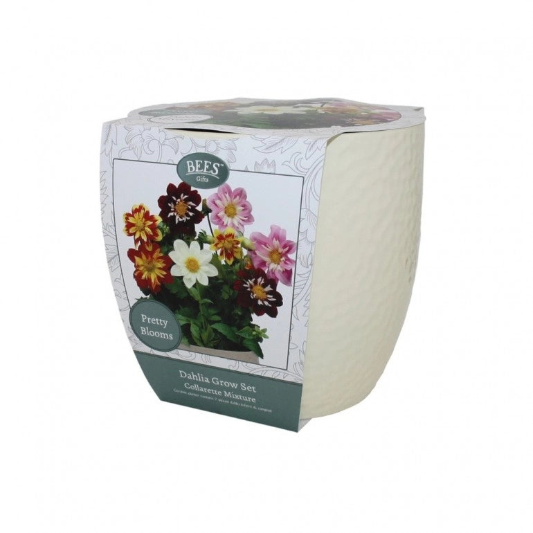 Kit Coltivazione Fiori di Dalia "Collarette", con vaso in ceramica, terriccio e semi