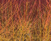 Gardenaria Corniolo - Cornus 'Midwinter Fire' - Arbusto ornamentale da giardino Altezza: 40/60 cm (vaso19)