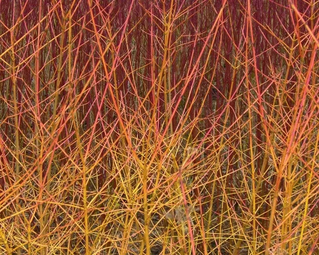 Gardenaria Corniolo - Cornus 'Midwinter Fire' - Arbusto ornamentale da giardino Altezza: 40/60 cm (vaso19)