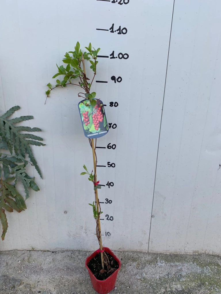 SCHISANDRA CHINENSIS – BACCA DEI CINQUE SAPORI AUTOFERTILE H 80CM