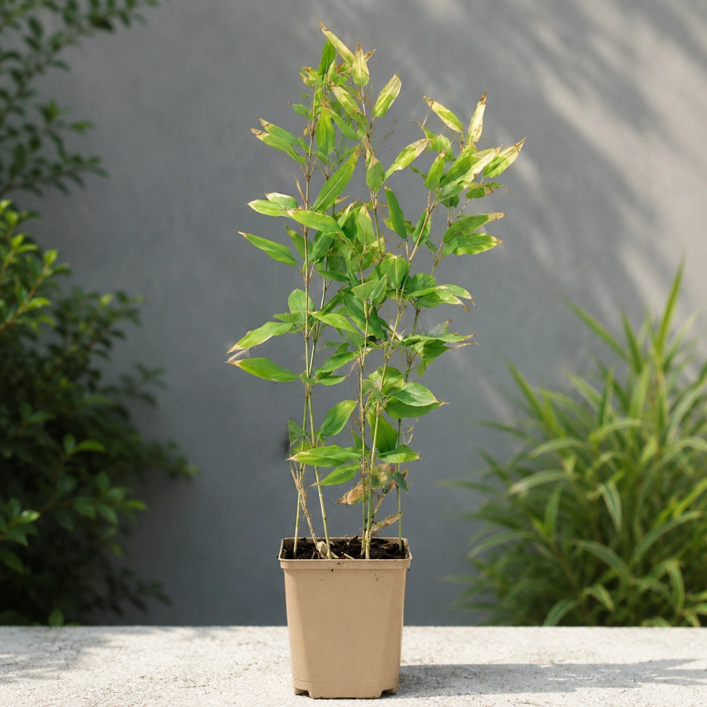 Gardenaria Bambù Nano Tsudoi - Shibataea kumasaca 'Tsudoi' - Bambù ornamentale da esterno Altezza: 30 cm (vaso 16)