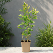 Gardenaria Bambù Nano Tsudoi - Shibataea kumasaca 'Tsudoi' - Bambù ornamentale da esterno Altezza: 30 cm (vaso 16)