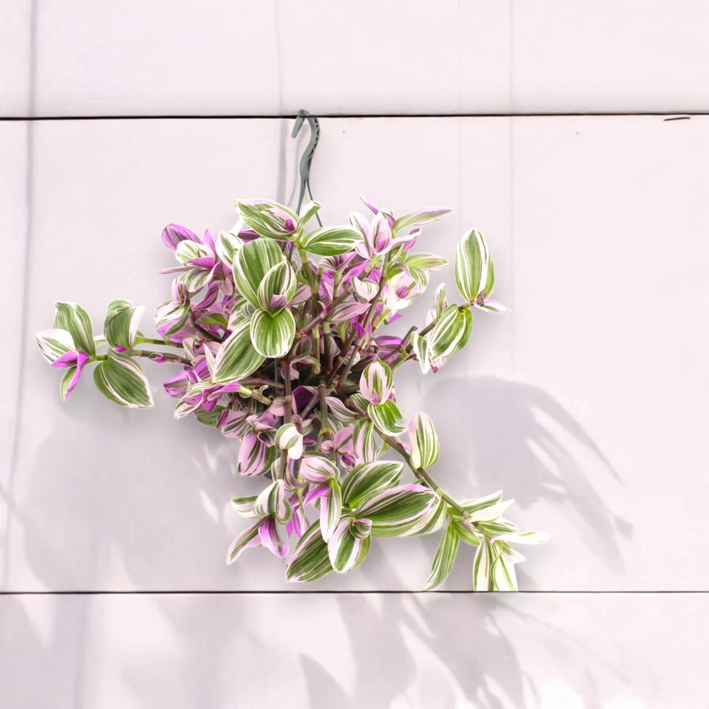 Gardenaria Tradescantia cerinthoides 'Nanouk' - Pianta da interno ornamentale Altezza: 30 cm (vaso 15)