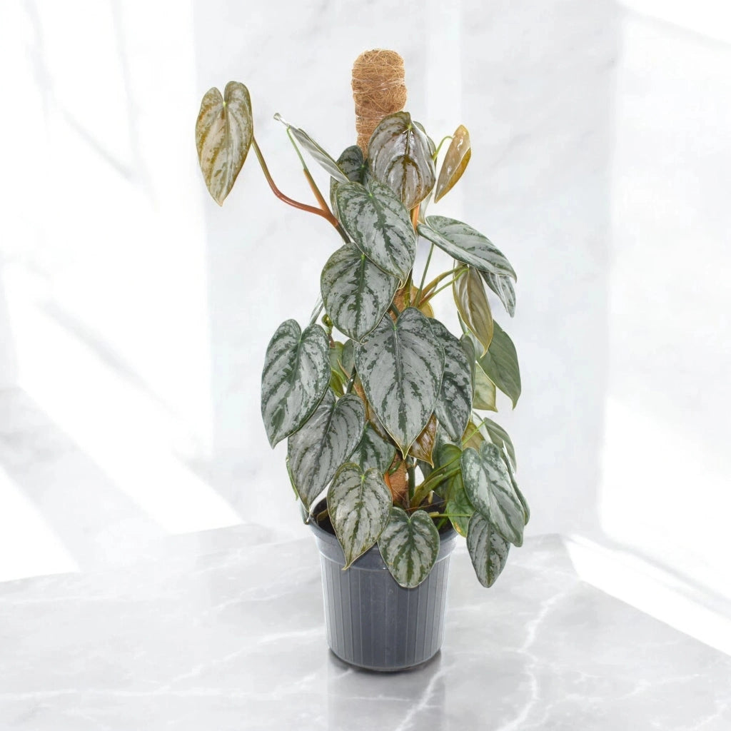 Gardenaria Philodendron brandtianum - Pianta da interno ornamentale Altezza: 30 cm (vaso 12)