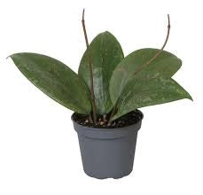 Hoya wibergiae – Pianta tropicale compatta da collezione vaso 6 cm