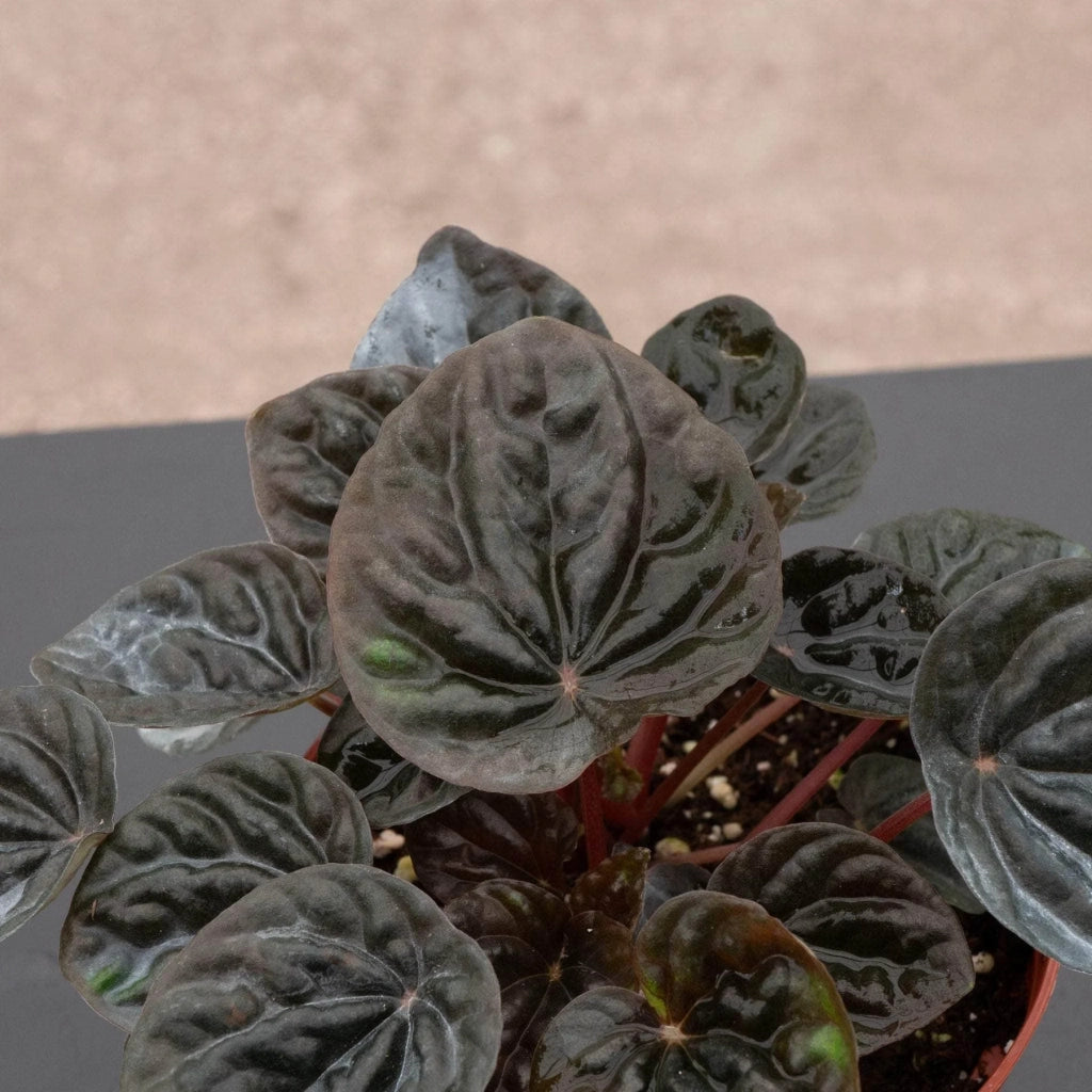Peperomia “Other Chocolate” –  (vaso 12) Pianta d’appartamento compatta con foglie corrugate color cioccolato