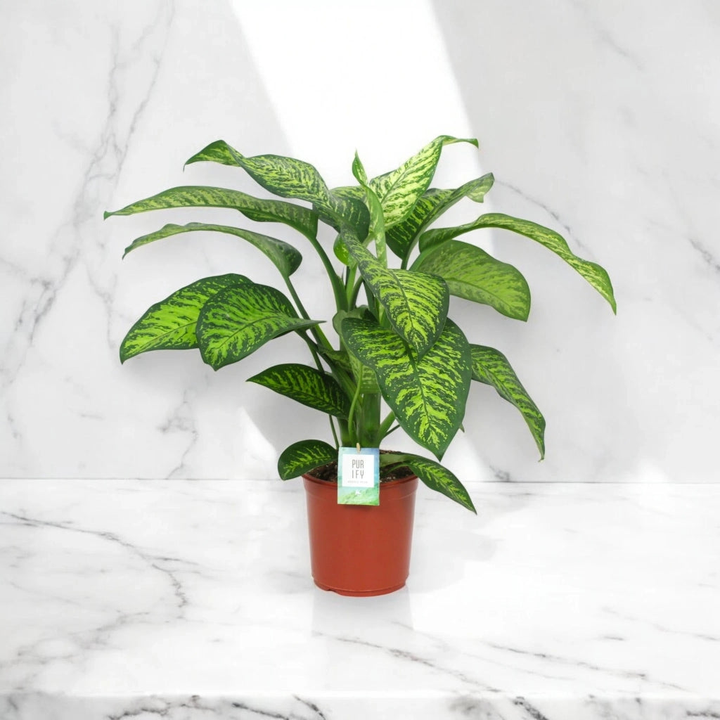Gardenaria Dieffenbachia seguine 'Tropic jewel' - Pianta da interno ornamentale Altezza: 90 cm (vaso 24)