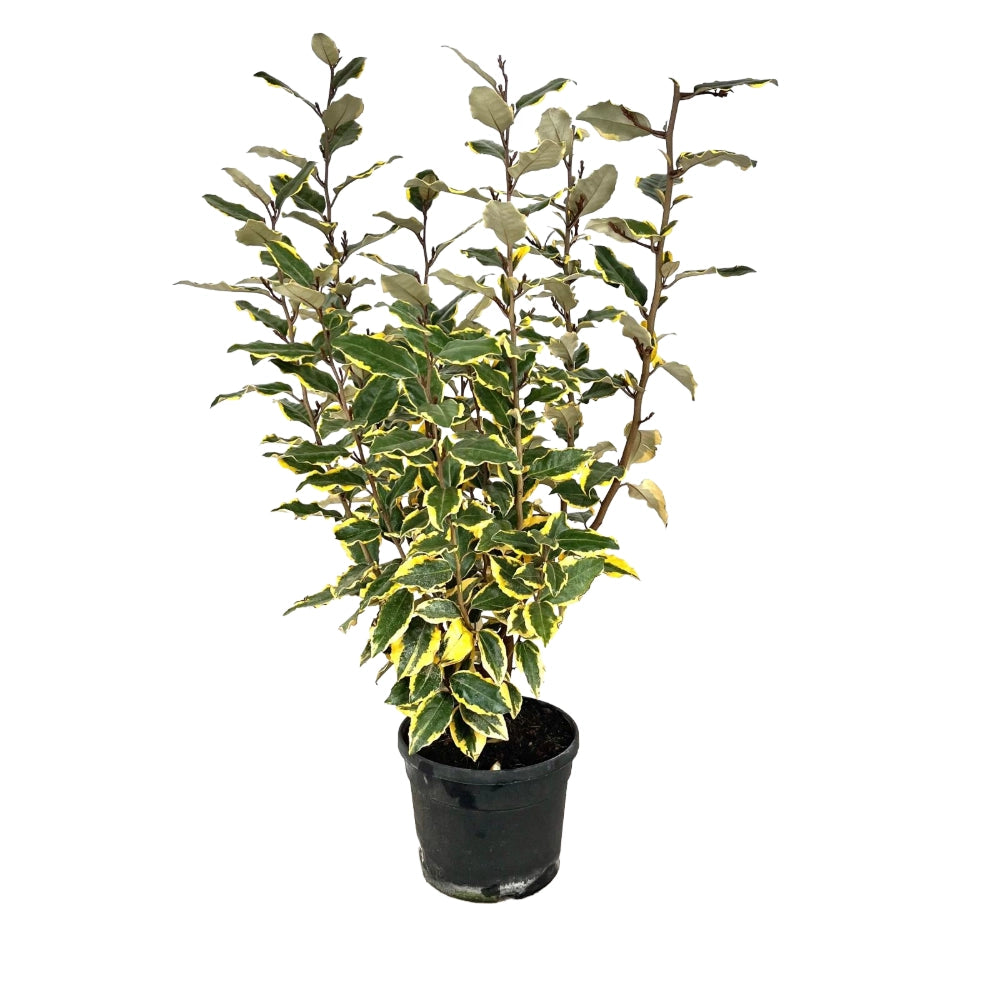 Pianta di ELEAGNUS GOUMI VARIEGATO ornamentale CESPUGLIO VASO 20 CM H 40/60 CM