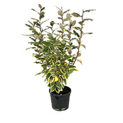 Pianta di ELEAGNUS GOUMI VARIEGATO ornamentale CESPUGLIO VASO 20 CM H 40/60 CM