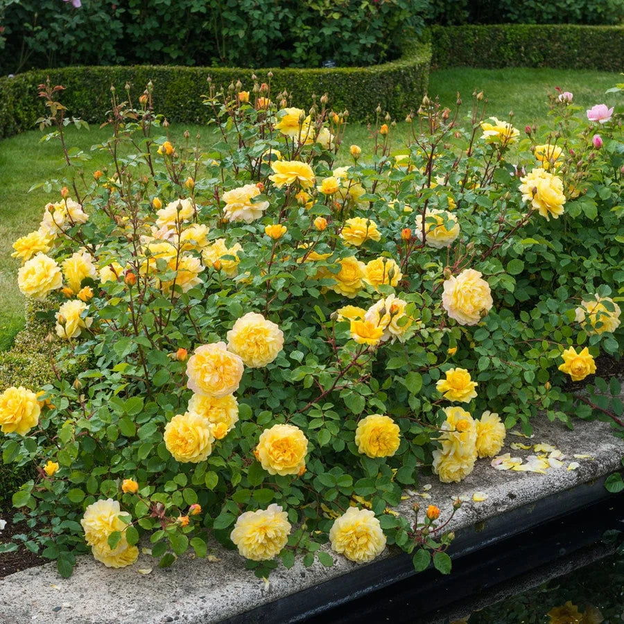 Gardenaria Rosa 'The Poets Wife' - Rosa da giardino Altezza: 40/50 cm (vaso20)
