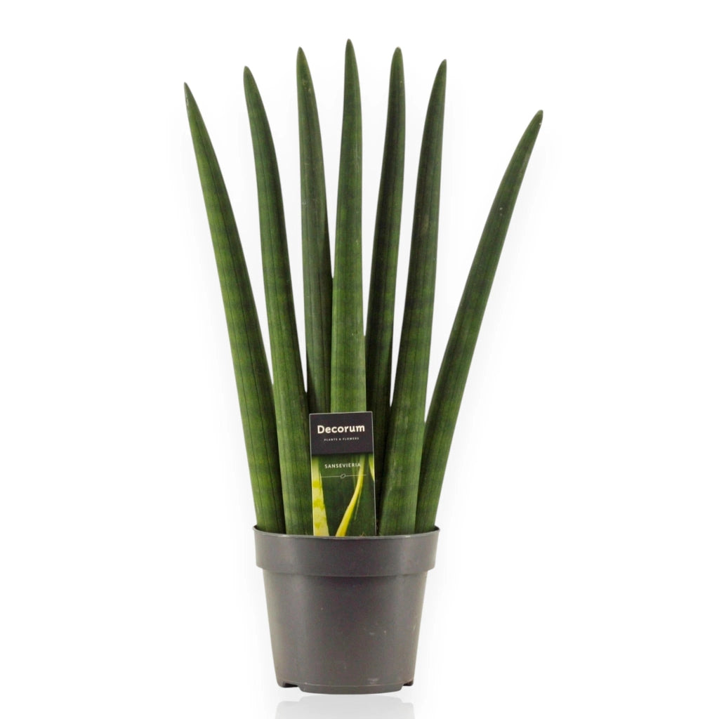 Gardenaria Sansevieria cylindrica 'Fan' - Pianta da interno ornamentale Altezza: 35 cm (vaso 12)
