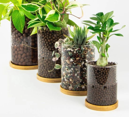 Vaso di Vaso di Piante in Vetro Autoirrigante con Regolazione dell'Equilibrio dell'Acqua e Base in Legno