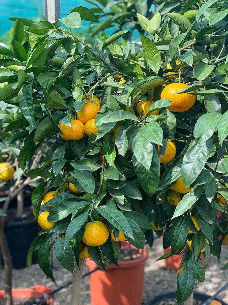 Gardenaria Satsuma - Citrus unshiu 'Miyagawa' - Pianta di agrume da frutto in vaso Altezza: 70/80 cm (vaso 22)