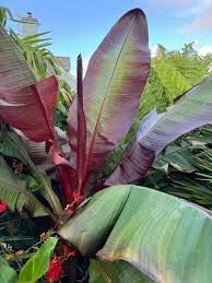 ENSETE VENTRICOSUM MAURELII VASO 55