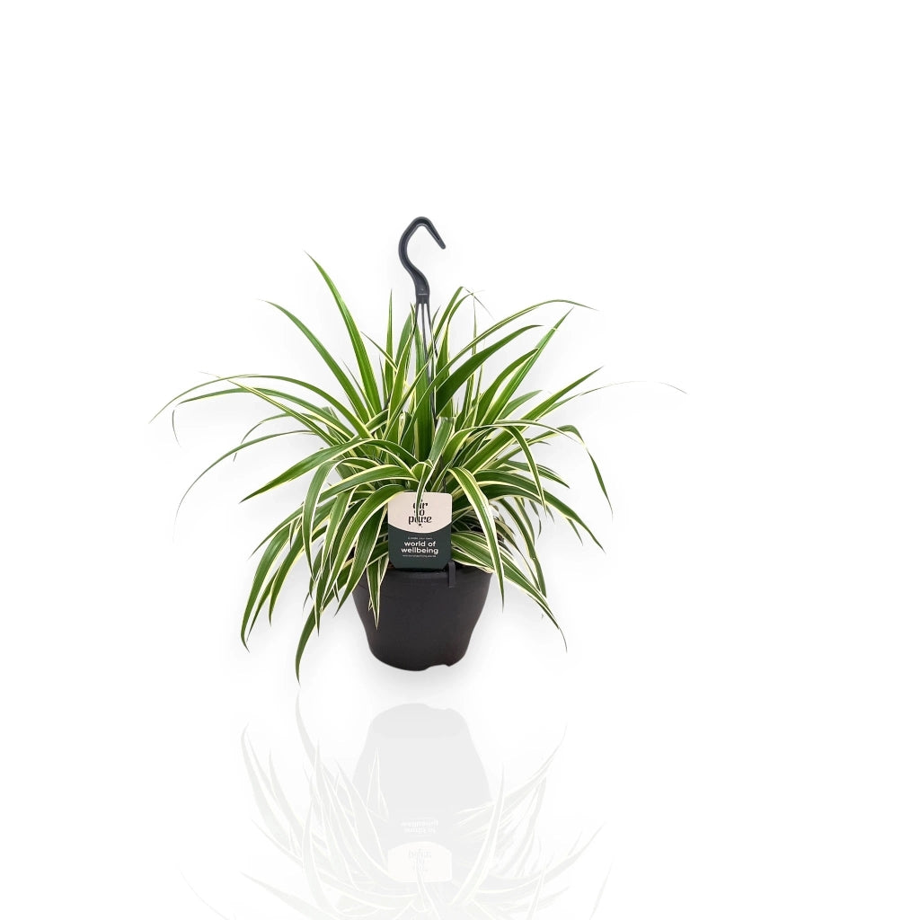 Gardenaria Chlorophytum comosum 'Vittatum' - Pianta da interno ornamentale Altezza: 50 cm (vaso 14)