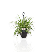 Gardenaria Chlorophytum comosum 'Vittatum' - Pianta da interno ornamentale Altezza: 50 cm (vaso 14)