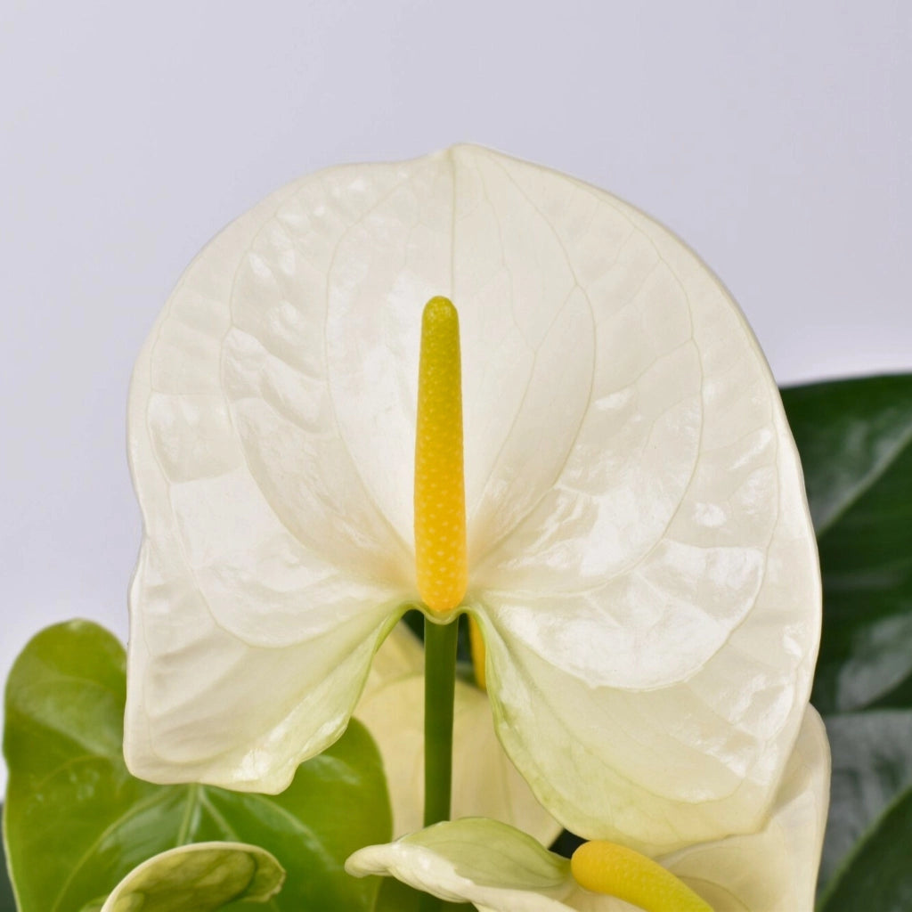 Gardenaria Anthurium andreanum 'White success' - Pianta da interno ornamentale Altezza: 50 cm (vaso 14)