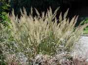 Gardenaria Calamagrostis brachytricha - Graminacea ornamentale da esterno Altezza: 50 cm (vaso 17)