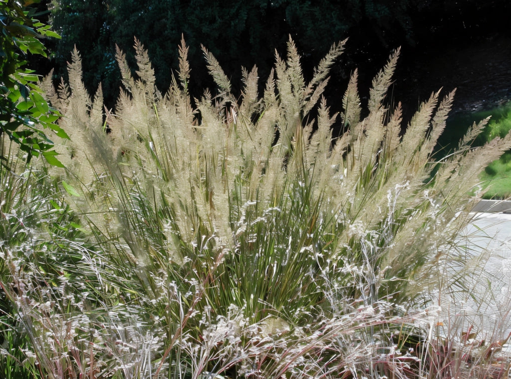 Gardenaria Calamagrostis brachytricha - Graminacea ornamentale da esterno Altezza: 50 cm (vaso 17)