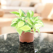 Gardenaria Philodendron scandens 'Rio' - Pianta da interno ornamentale Altezza: 30 cm (vaso 12)