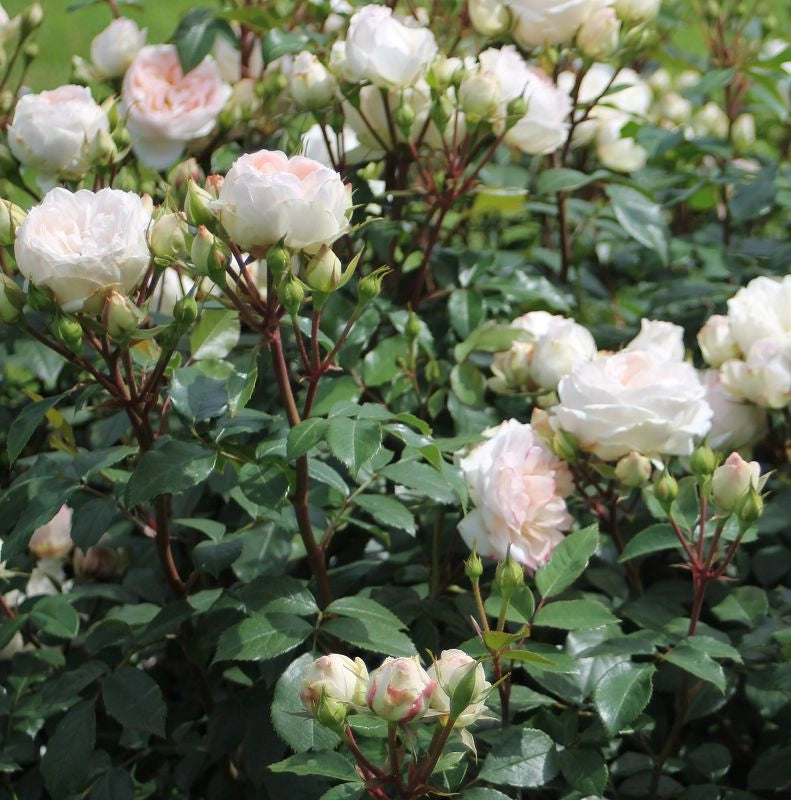 Gardenaria Rosa 'Stephanie Baronin zu Gutenberg' - Rosa da giardino Altezza: 30/40 cm (vaso22)