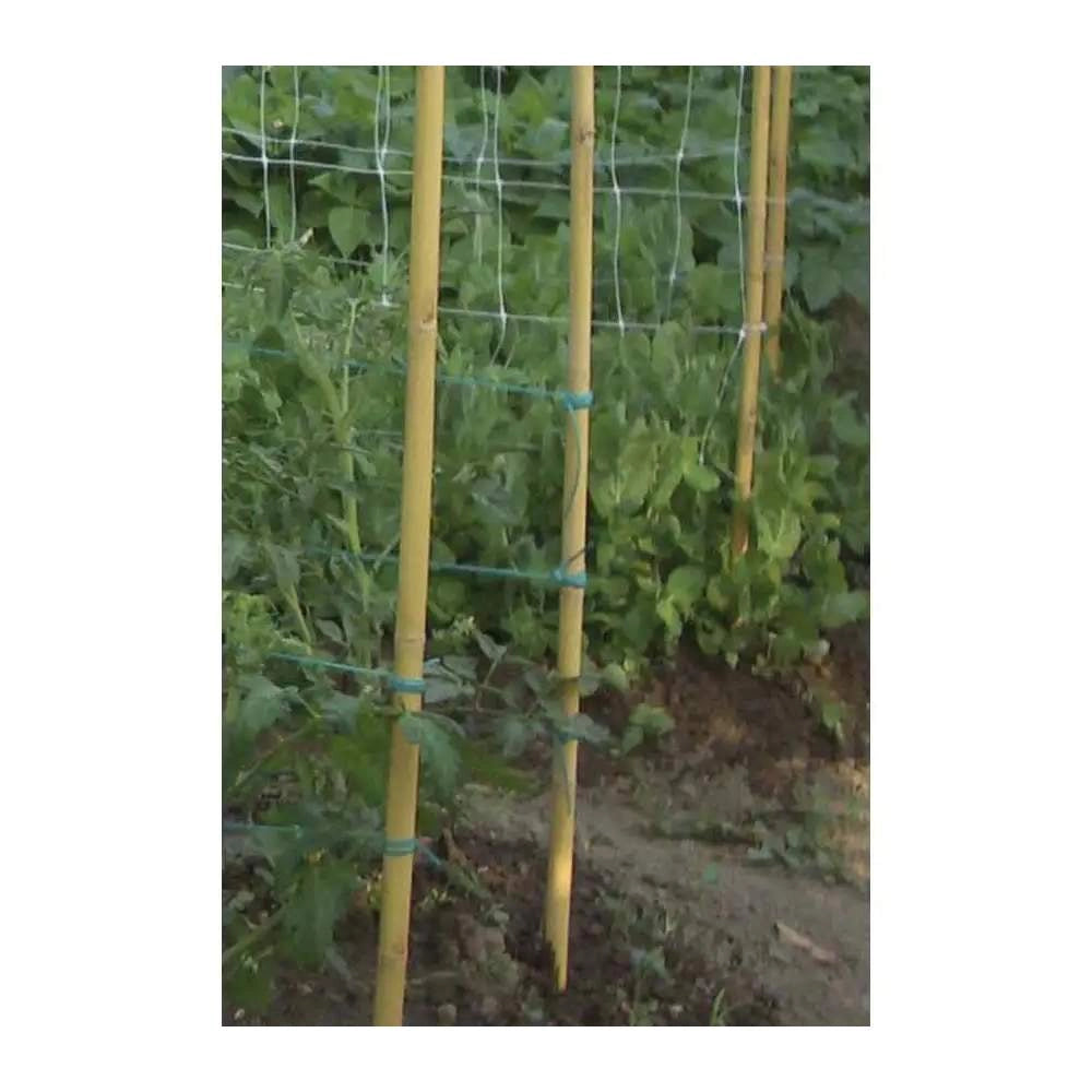 Canna in Bamboo Pesante per Piante e Ortaggi Tutori 22-24 mm Verdemax Formato: h 150 cm