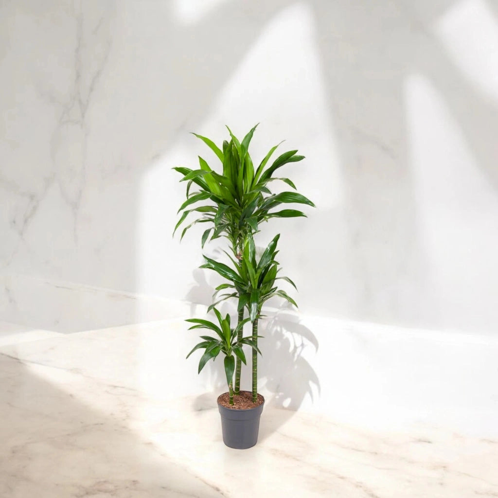 Gardenaria Dracaena fragrans 'Janet craig' - Pianta da interno ornamentale Altezza: 100 cm (vaso 24)