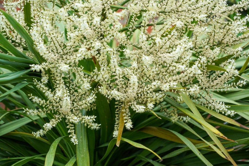 DRACAENA INDIVISA (CORDILINE) TRONCO SINGOLO VASO 70