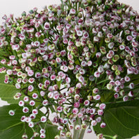 Set 6 Rami Artificiali Ortensia Cespugli 32 cm