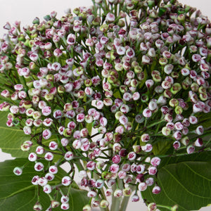 Set 6 Rami Artificiali Ortensia Cespugli 32 cm