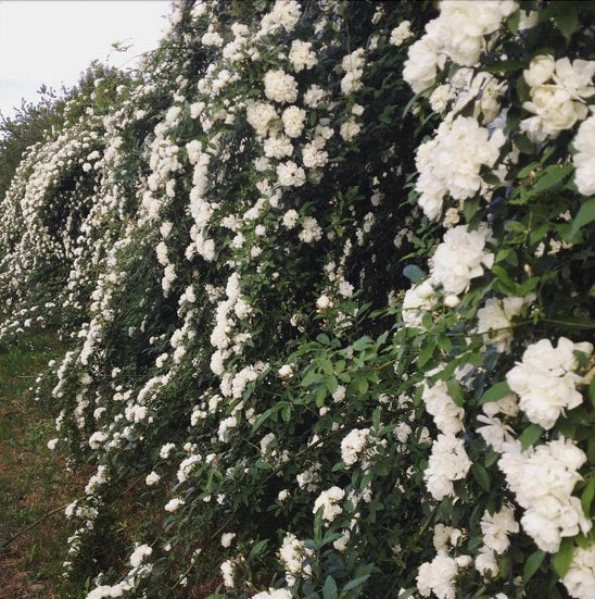 Gardenaria Rosa 'Banksiae Alba Plena' - Rosa da giardino Altezza: 90/100 cm (vaso 19)