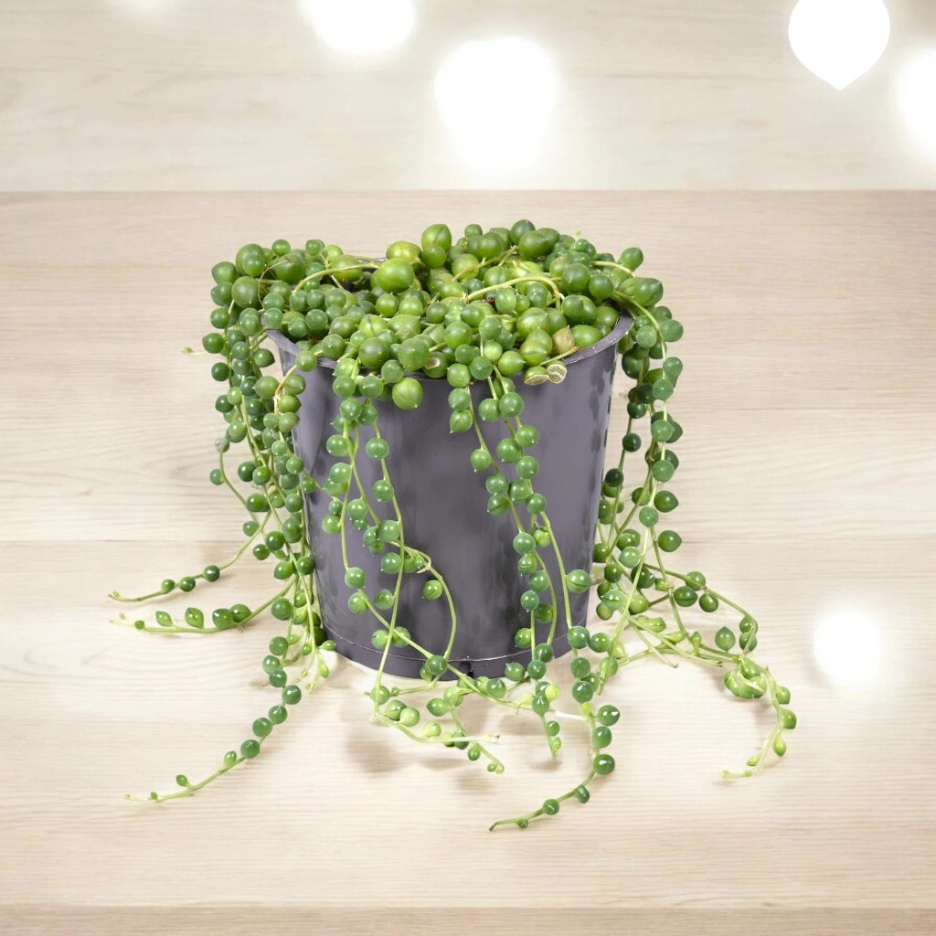Gardenaria Senecio rowleyanus - Pianta da interno ornamentale Altezza: 15 cm (vaso 11)