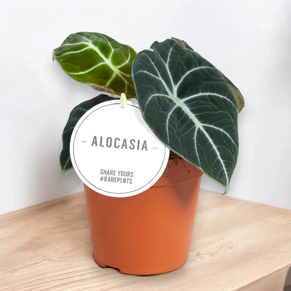 Gardenaria Alocasia 'Black velvet' - Pianta da interno ornamentale Altezza: 25 cm (vaso 14)