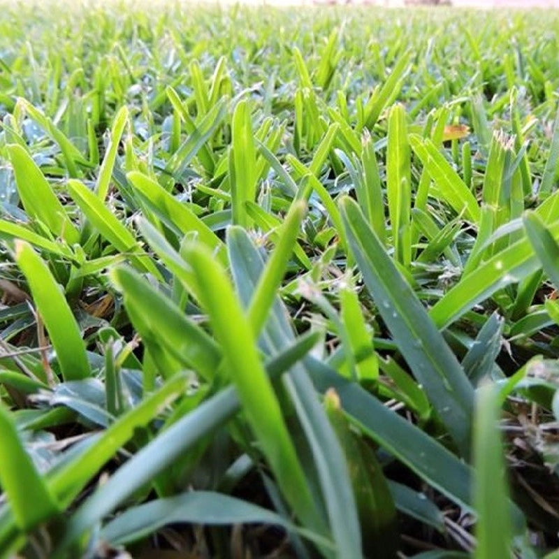 CONCIME PER PRATO ESTIVO ALTE TEMPERATURE ALTO POTASSIO 10 Kg Green per 400 Mq