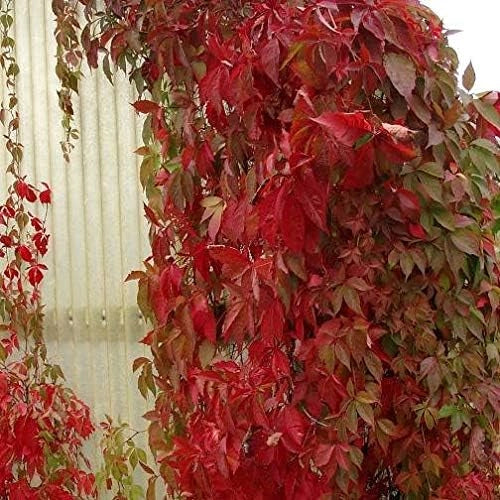 Pianta di VITE AMERICANA ROSSA Rampicante PARTHENOCISSUS QUIQUEFOLIA 5 punte