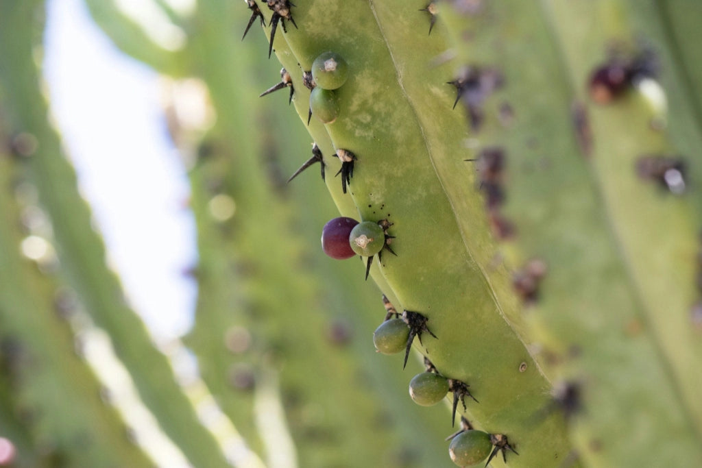 MYRTILLOCACTUS GEOMETRIZANS (CACTUS MIRTILLO) VASO 25