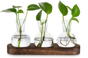 3 Vasi in Vetro per Terrario con Scatola in Legno di Cuoio per Decorazione di Tavolo da Soggiorno - Vaso Idroponico Piccolo per Fiori Piante Steli Erbe