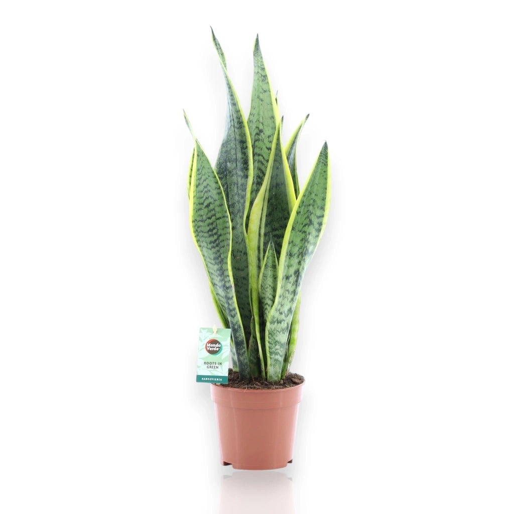 Gardenaria Sansevieria trifasciata 'Laurentii' - Pianta da interno ornamentale Altezza: 60 cm (vaso 14)