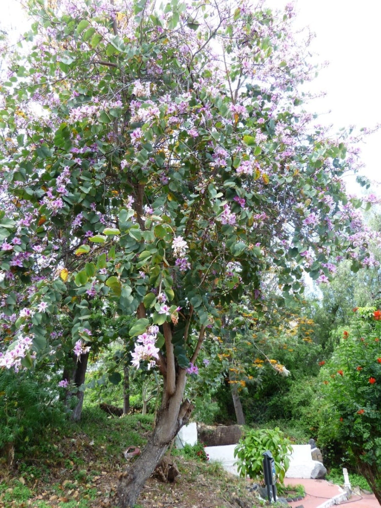 Pianta di bauinia purpurea, bauhinia, albero delle orchidee