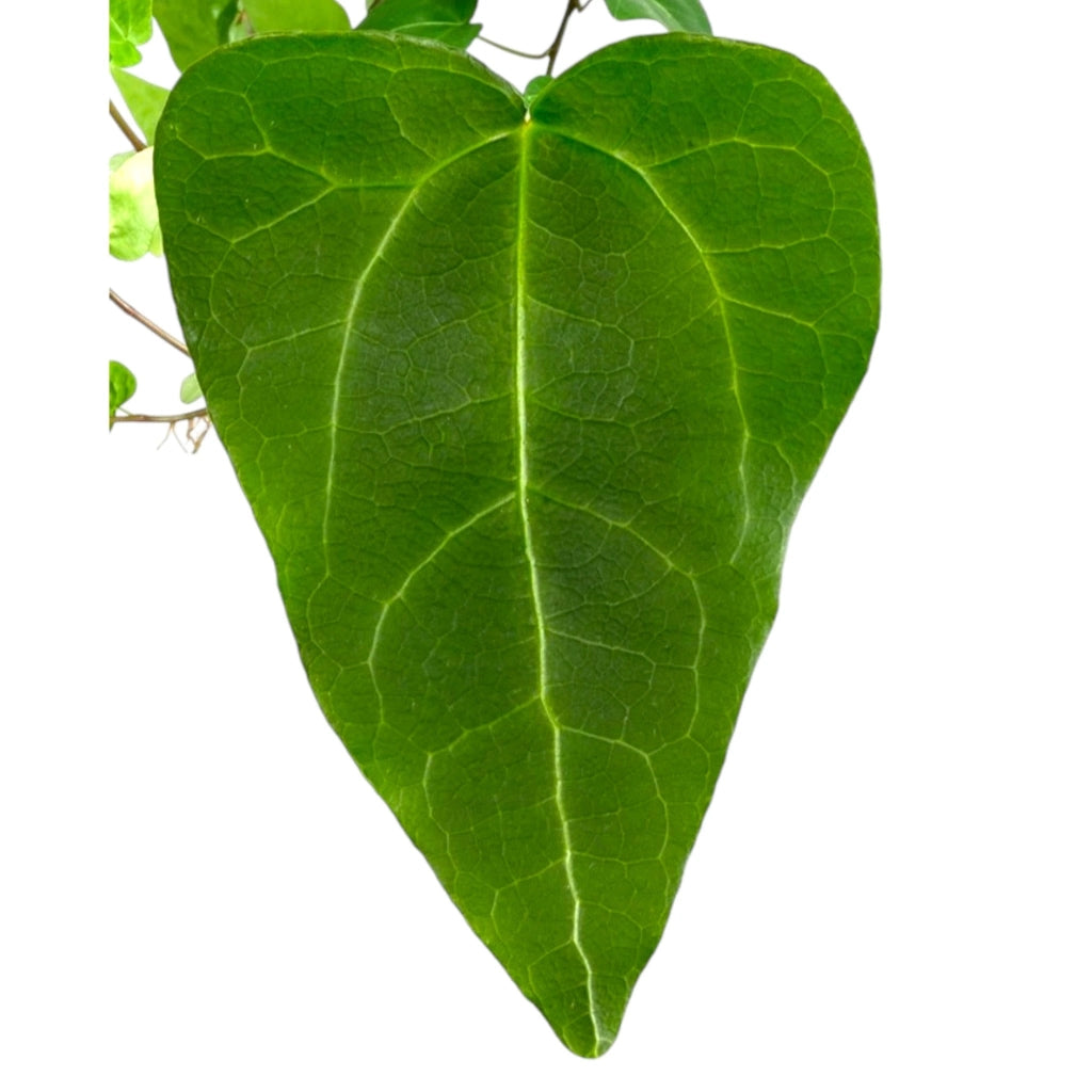 Gardenaria Edera - Hedera helix 'Mein Herz' - Pianta da interno ornamentale Altezza: 50 cm (vaso 19)