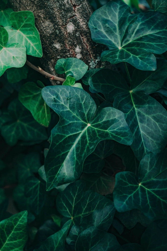 HEDERA HIBERNICA SPALLIERA H 200 CM VASO 40