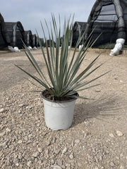 Yucca Rostrata Vaso 17 cm Pianta Grassa Architettonica Resistente al Gelo