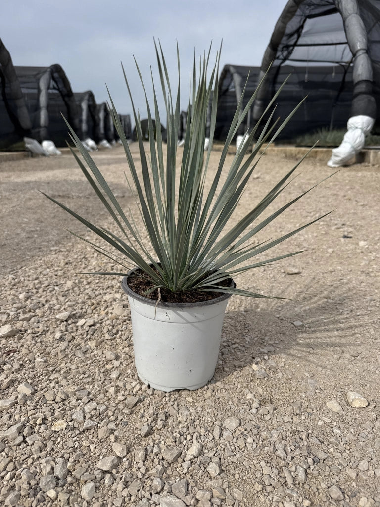 Yucca Rostrata Vaso 17 cm Pianta Grassa Architettonica Resistente al Gelo