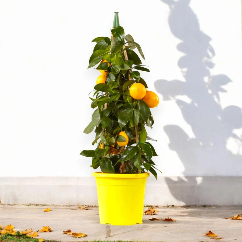 Gardenaria Limone Meyer - Citrus × meyeri - Pianta di agrume da frutto in vaso Altezza: 65/70 cm (vaso19)