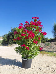 NERIUM OLEANDER (OLEANDRO) ROSSO JANNOCH VASO 50 H.140/160