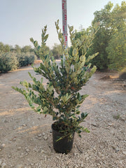 LIGUSTRUM TEXANO (LIGUSTRO) VARIEGATO VASO 24