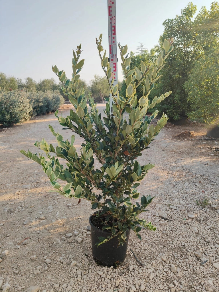 LIGUSTRUM TEXANO (LIGUSTRO) VARIEGATO VASO 24