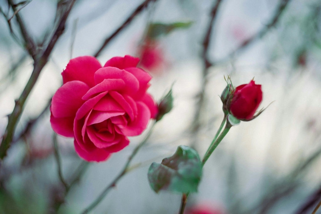 ROSA ICEBERG VASO 24